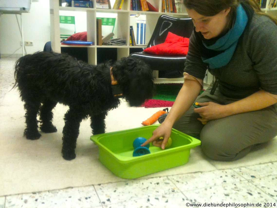 hundephilosophin0009 › Die Hundephilosophin Hundeschule