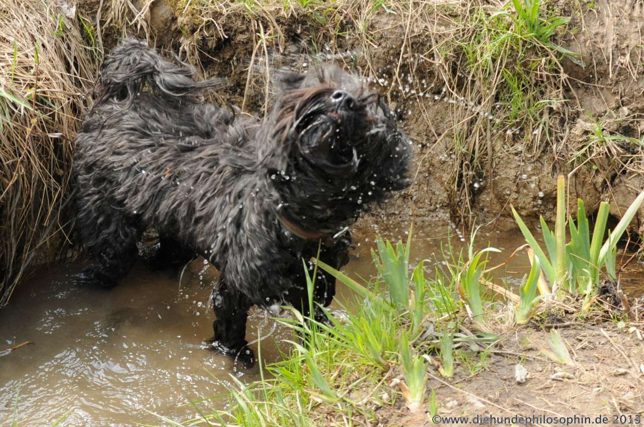 Entspannungsspaziergang › Die Hundephilosophin Hundeschule