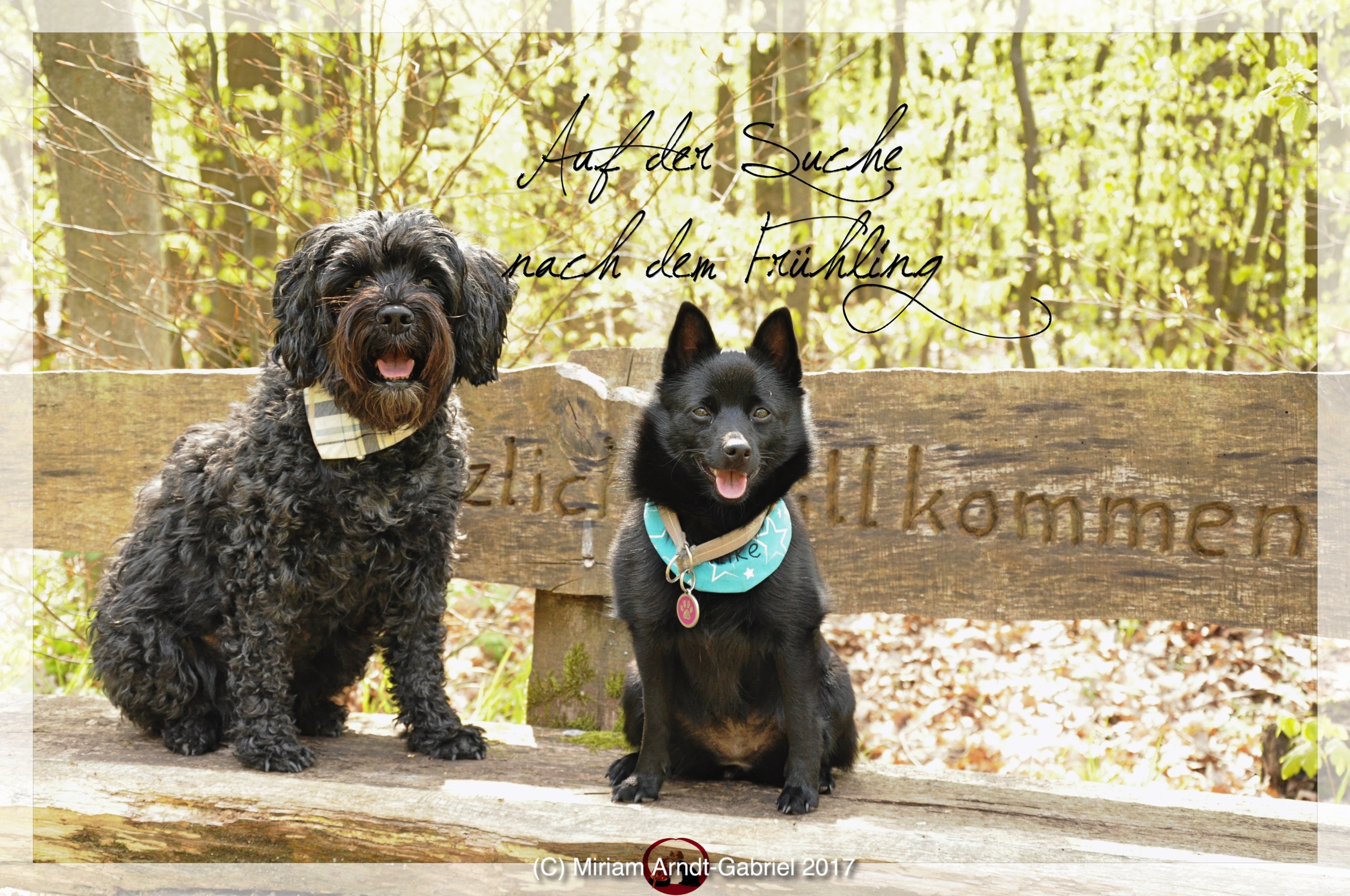 Auf der Suche nach dem Frühling › Die Hundephilosophin Hundeschule