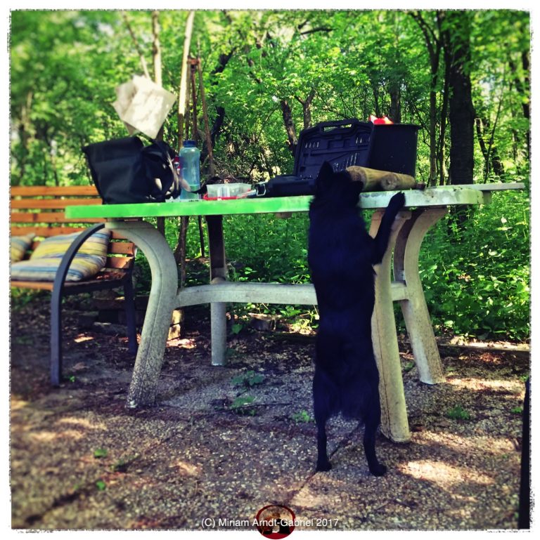 Etwas mehr Verhalten, bitte! › Die Hundephilosophin Hundeschule