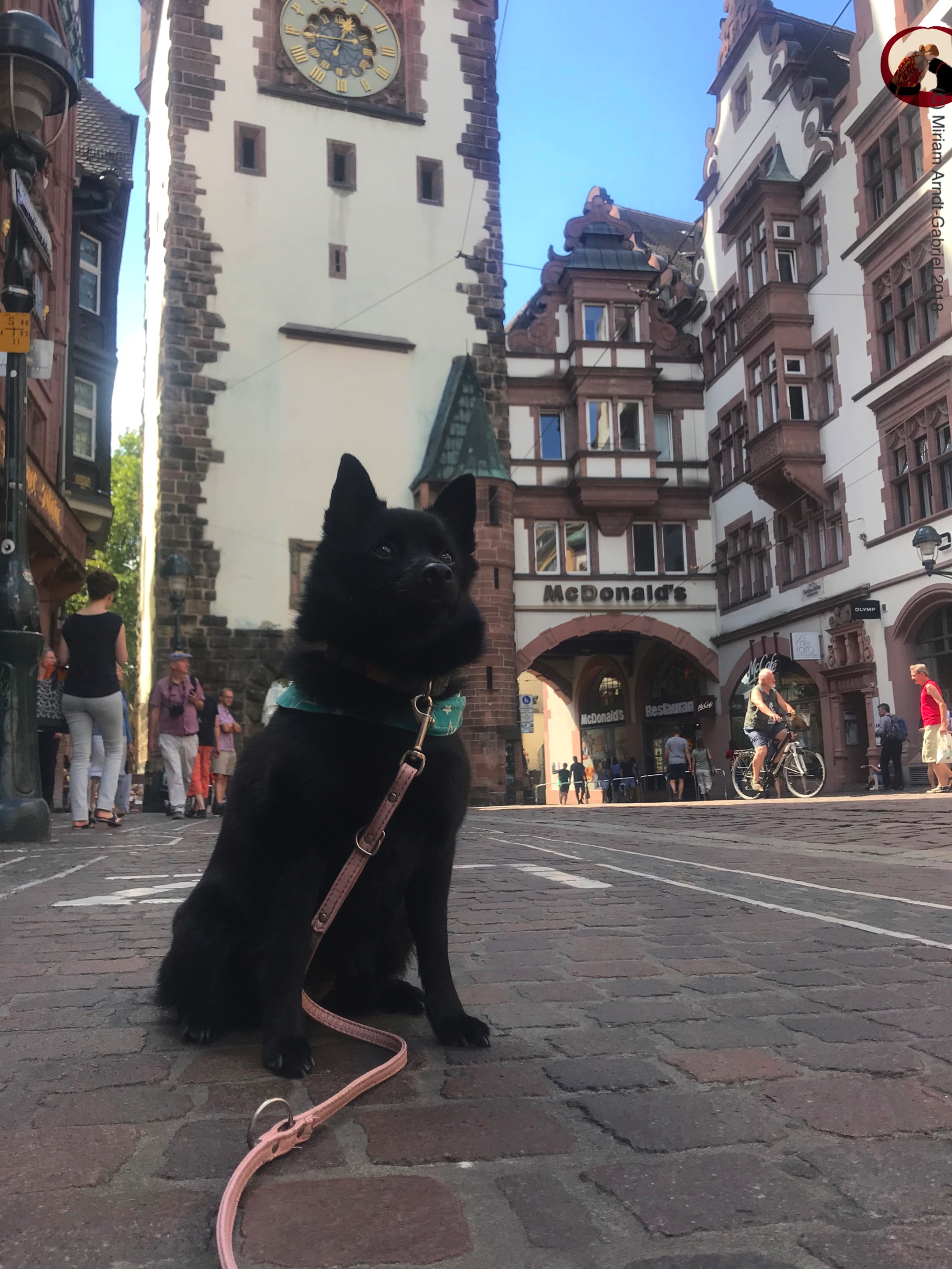 Konzentration statt Reaktivität › Die Hundephilosophin