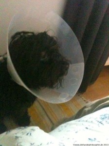 hundephilosophin3