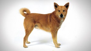 http://www.animalplanet.com/breed-selector/dog-breeds/herding/canaan-dog.html